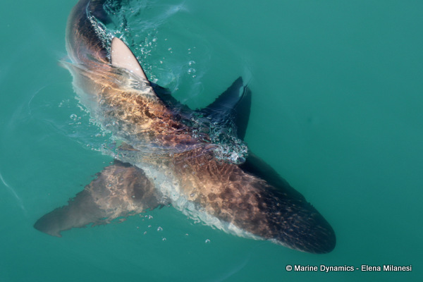 Bronze whaler shark, South Africa 